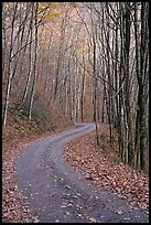 Unpaved Balsam Mountain Road in autumn forest, North Carolina. Great Smoky Mountains National Park, USA.