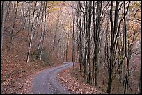 Unpaved road in fall forest, Balsam Mountain, North Carolina. Great Smoky Mountains National Park ( color)