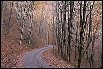 Unpaved road in fall forest, Balsam Mountain, North Carolina. Great Smoky Mountains National Park, USA. (color)