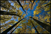 Looking up forest in fall color, Tennessee. Great Smoky Mountains National Park ( color)