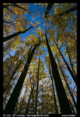 Looking up forest in fall foliage, Tennessee. Great Smoky Mountains National Park, USA.