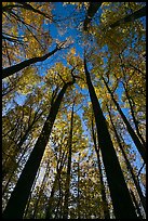 Looking up forest in fall foliage, Tennessee. Great Smoky Mountains National Park, USA.