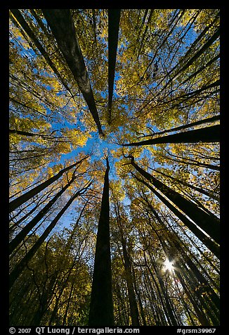 Forest in autumn color with sun through trees, Tennessee. Great Smoky Mountains National Park, USA.