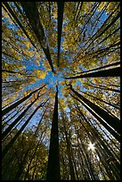 Forest in autumn color with sun through trees, Tennessee. Great Smoky Mountains National Park, USA. (color)