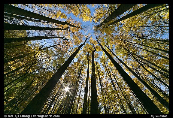 Forest in fall foliage with sun through trees, Tennessee. Great Smoky Mountains National Park, USA.