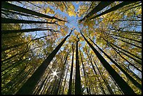 Forest in fall foliage with sun through trees, Tennessee. Great Smoky Mountains National Park, USA. (color)