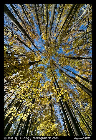 Looking up yellow leaves and forest in autumn color, Tennessee. Great Smoky Mountains National Park (color)