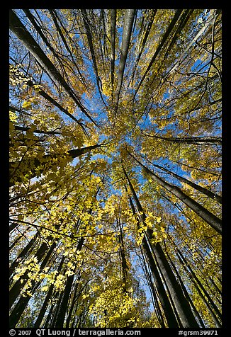 Looking up yellow leaves and forest in autumn color, Tennessee. Great Smoky Mountains National Park, USA.