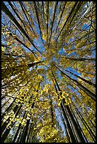 Looking up yellow leaves and forest in autumn color, Tennessee. Great Smoky Mountains National Park ( color)