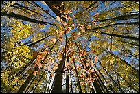 Looking up red leaves and forest in autumn foliage, Tennessee. Great Smoky Mountains National Park, USA.