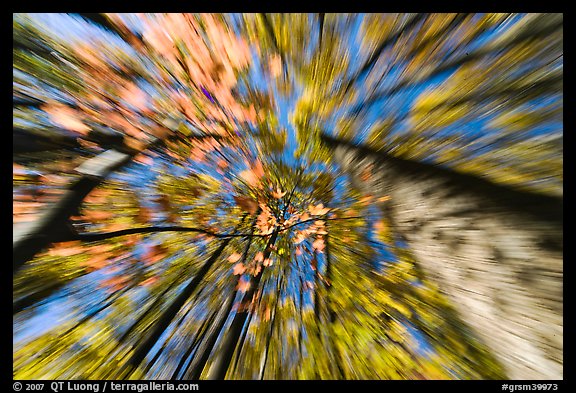 Motion zoom effect, forest in fall foliage, Tennessee. Great Smoky Mountains National Park, USA.