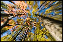 Motion zoom effect, forest in fall foliage, Tennessee. Great Smoky Mountains National Park, USA. (color)