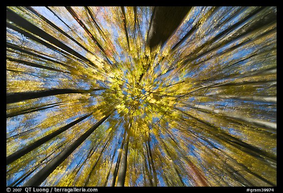 Motion zoom blur, forest in autumn color, Tennessee. Great Smoky Mountains National Park (color)