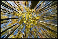 Motion zoom blur, forest in autumn color, Tennessee. Great Smoky Mountains National Park ( color)