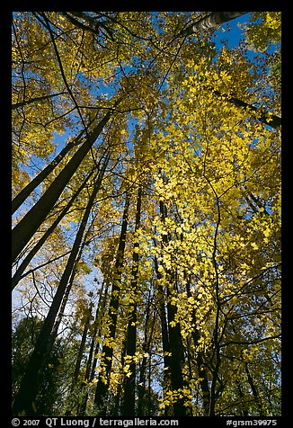 Looking up through backlit leaves in fall foliage, Tennessee. Great Smoky Mountains National Park, USA.