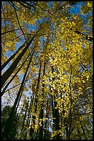 Looking up through backlit leaves in fall foliage, Tennessee. Great Smoky Mountains National Park ( color)