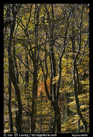 Twisted dark trunks and sunny forest in autumn, Tennessee. Great Smoky Mountains National Park, USA.