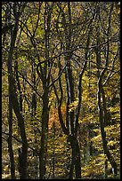 Twisted dark trunks and sunny forest in autumn, Tennessee. Great Smoky Mountains National Park, USA.