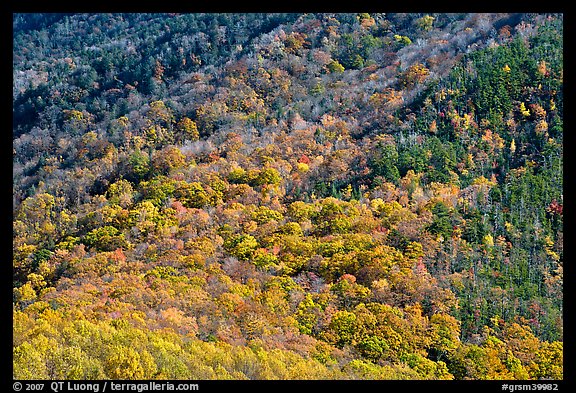 Trees in fall colors on slope, Tennessee. Great Smoky Mountains National Park (color)