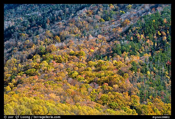 Trees in fall colors on slope, Tennessee. Great Smoky Mountains National Park, USA.