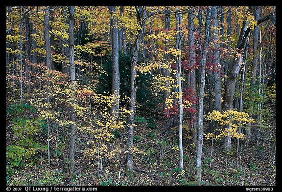 Trees with bright leaves in hillside forest, Tennessee. Great Smoky Mountains National Park (color)