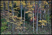 Trees with bright leaves in hillside forest, Tennessee. Great Smoky Mountains National Park ( color)