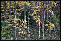 Trees with bright leaves in hillside forest, Tennessee. Great Smoky Mountains National Park, USA.