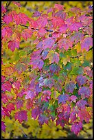 Close-up of tree leaves with autumn color, Tennessee. Great Smoky Mountains National Park, USA. (color)