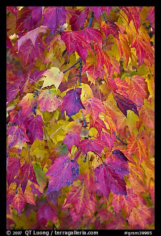 Close-up of tree branch with autumn foliage, Tennessee. Great Smoky Mountains National Park, USA.