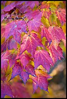 Close-up of leaves in fall color, Tennessee. Great Smoky Mountains National Park, USA.