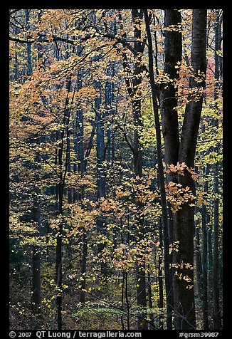 Deciduous forest in autumn, Tennessee. Great Smoky Mountains National Park, USA.