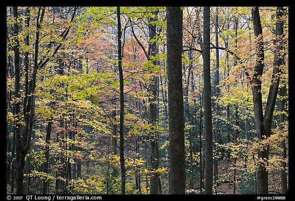 Forest scene in autumn, Tennessee. Great Smoky Mountains National Park (color)
