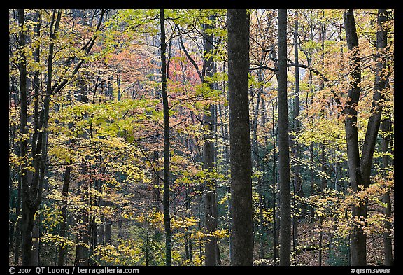 Forest scene in autumn, Tennessee. Great Smoky Mountains National Park, USA.