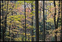 Forest scene in autumn, Tennessee. Great Smoky Mountains National Park ( color)