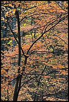 Trees with bright orange leaves, Tennessee. Great Smoky Mountains National Park, USA.