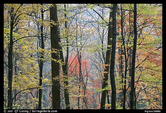 Forest with fall foliage, Tennessee. Great Smoky Mountains National Park, USA.