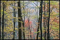 Forest with fall foliage, Tennessee. Great Smoky Mountains National Park ( color)