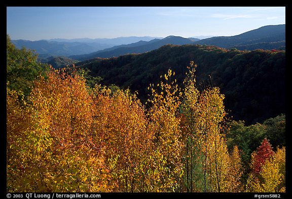 Trees in fall colors and backlit hillside near Newfound Gap, Tennessee. Great Smoky Mountains National Park, USA.