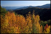 Trees in fall colors and backlit hillside near Newfound Gap, Tennessee. Great Smoky Mountains National Park, USA.
