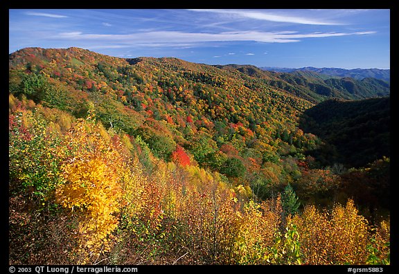 Hillsides covered with trees in autumn color near Newfound Gap, afternoon, North Carolina. Great Smoky Mountains National Park, USA.