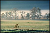 Meadow, trees, and fog, early morning, Cades Cove, Tennessee. Great Smoky Mountains National Park, USA. (color)