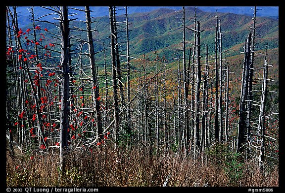 Hillsides in fall color seen through trees with berries, Clingmans Dome, North Carolina. Great Smoky Mountains National Park, USA.