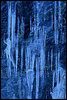 Icicles on rock face, Tennessee. Great Smoky Mountains National Park, USA. (color)
