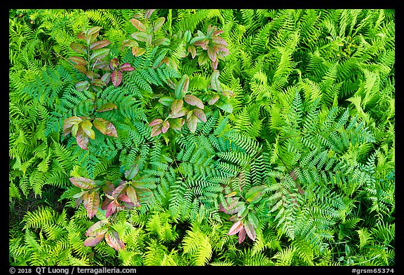 Close-up of ferns and leaves, Cataloochee, North Carolina. Great Smoky Mountains National Park (color)