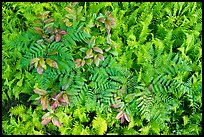 Close-up of ferns and leaves, Cataloochee, North Carolina. Great Smoky Mountains National Park ( color)