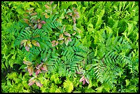 Close-up of ferns and leaves, Cataloochee, North Carolina. Great Smoky Mountains National Park, USA.