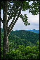 View from Cataloochee Overlook, North Carolina. Great Smoky Mountains National Park ( color)