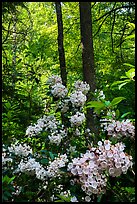 Mountain Laurel blooming in forest, Cataloochee, North Carolina. Great Smoky Mountains National Park ( color)