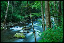 Little River, Elkmont, Tennessee. Great Smoky Mountains National Park ( color)