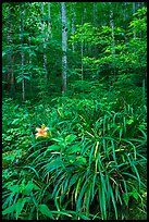 Orange day-lily (hemerocallis fulva) in lush forest, Elkmont, Tennessee. Great Smoky Mountains National Park ( color)